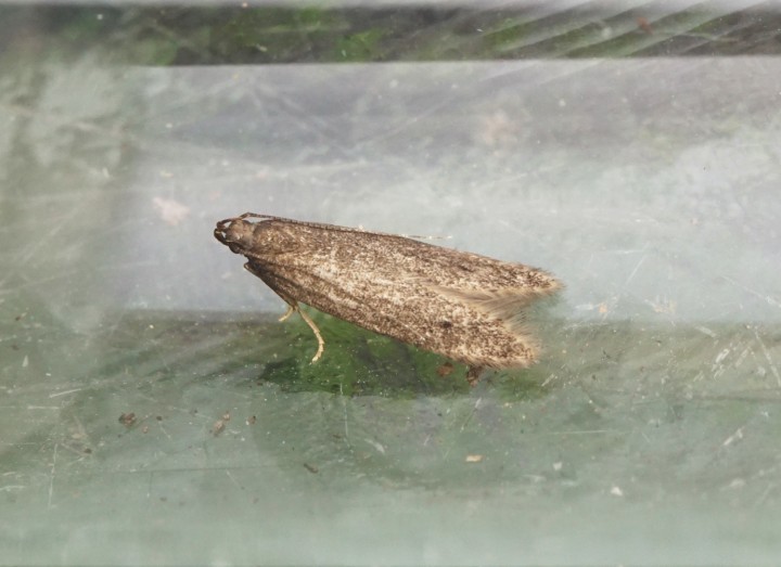 Monochroa lutulentella Copyright: Ben Sale