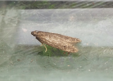 Monochroa lutulentella Copyright: Ben Sale