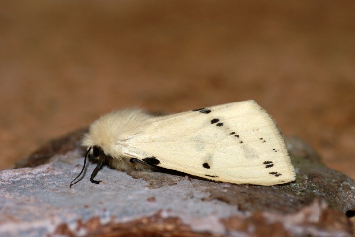 Buff Ermine 2 Copyright: Ben Sale