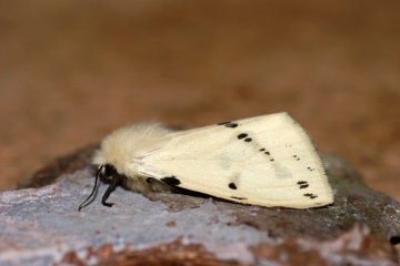 Buff Ermine 2 Copyright: Ben Sale