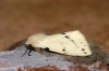 Buff Ermine 2 