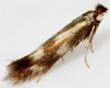 Daisy Tuft (Bucculatrix nigricomella) 