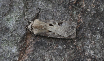 Heart and Dart  Agrotis exclamationis Copyright: Graham Ekins