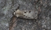 Heart and Dart  Agrotis exclamationis 