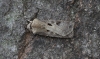 Heart and Dart  Agrotis exclamationis