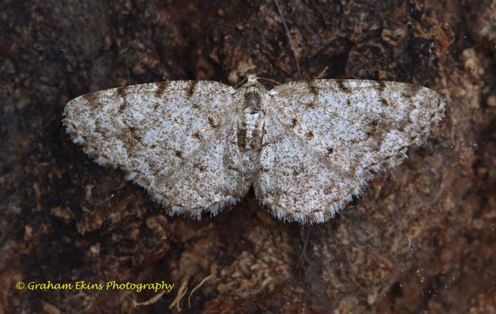 Aethalura punctulata   Grey Birch 2 Copyright: Graham Ekins