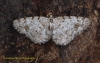 Aethalura punctulata   Grey Birch 2 Copyright: Graham Ekins