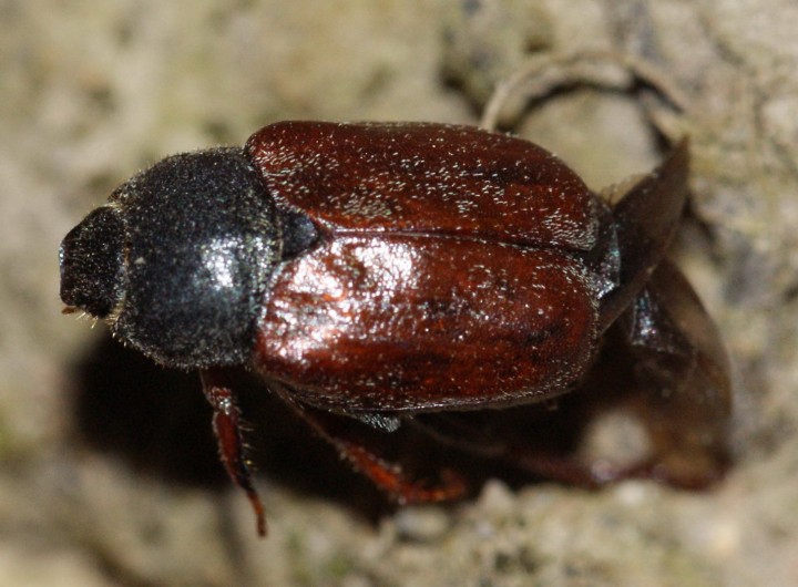 Hoplia philanthus (dead) Copyright: Robert Smith