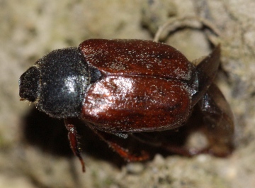 Hoplia philanthus (dead) Copyright: Robert Smith