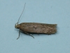 Scrobipalpa acuminatella 2