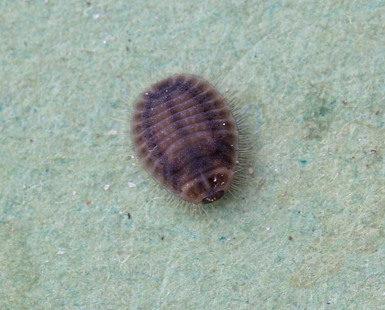 Platynaspis luteolubra larva Copyright: Yvonne Couch