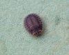 Platynaspis luteolubra larva 