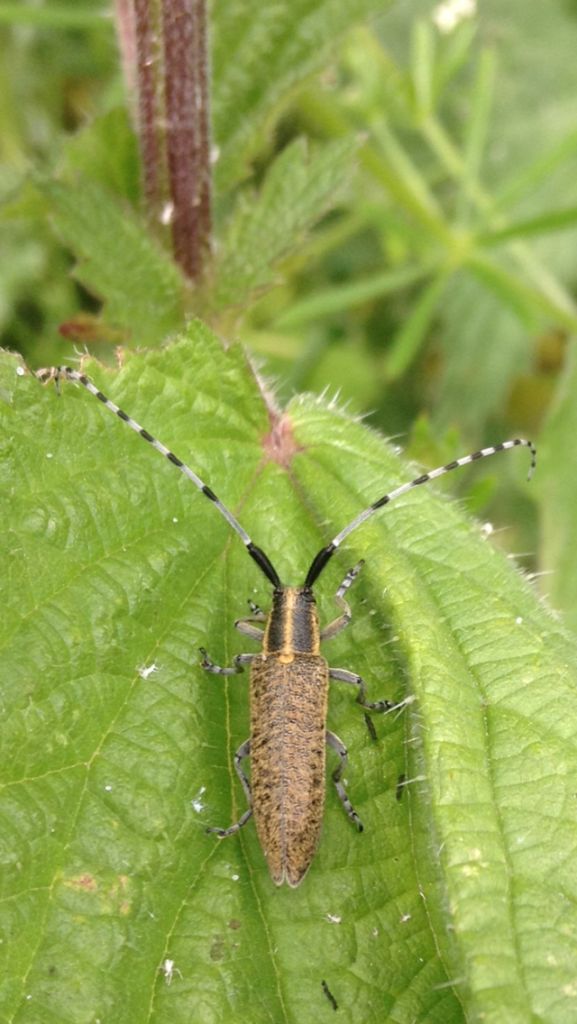 What Beetle is this Copyright: Sophie Dennison