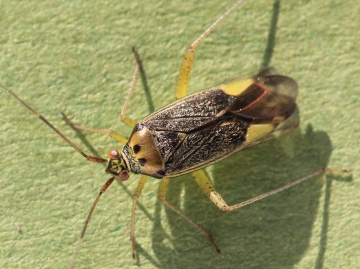 female Closterotomus trivialis Copyright: Yvonne Couch