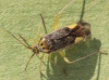 female Closterotomus trivialis Copyright: Yvonne Couch