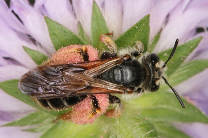 Andrena hattorfiana female3 Copyright: Peter Harvey