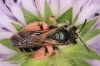 Andrena hattorfiana female3 