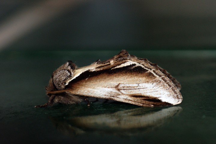 Lesser Swallow Prominent 2 Copyright: Ben Sale