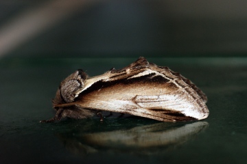 Lesser Swallow Prominent 2 Copyright: Ben Sale