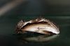 Lesser Swallow Prominent 2 