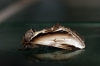 Lesser Swallow Prominent 2