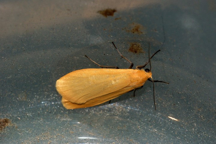 Orange Footman 2 Copyright: Ben Sale