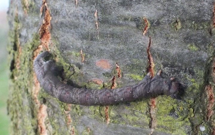 Peppered Moth caterpillar Copyright: Peter Pearson