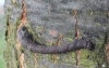 Peppered Moth caterpillar Copyright: Peter Pearson