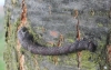 Peppered Moth caterpillar