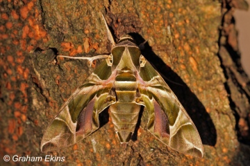 Oleander Hawk-moth   Daphnis nerii Copyright: Graham Ekins