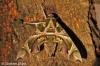 Oleander Hawk-moth   Daphnis nerii Copyright: Graham Ekins