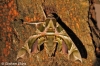 Oleander Hawk-moth   Daphnis nerii