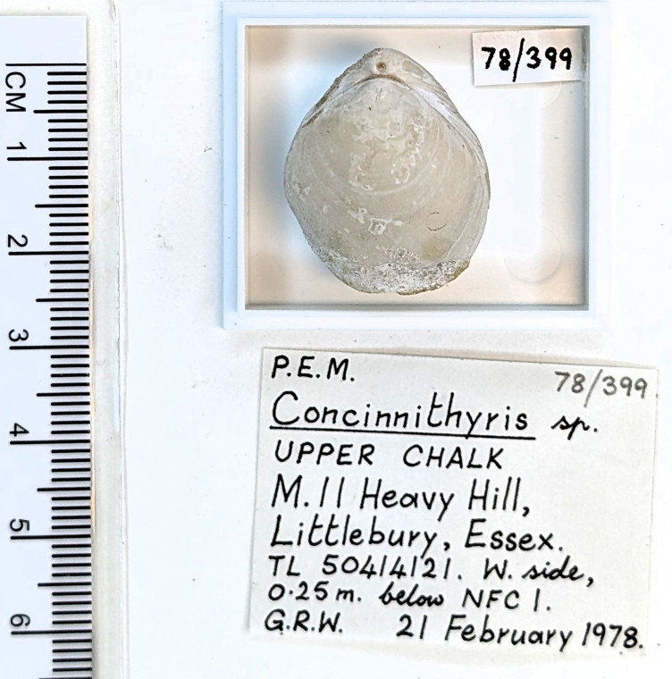 Brachiopod Concinnithyris  Littlebury Heavy Hill 399 Copyright: Essex Field Club M11 1978