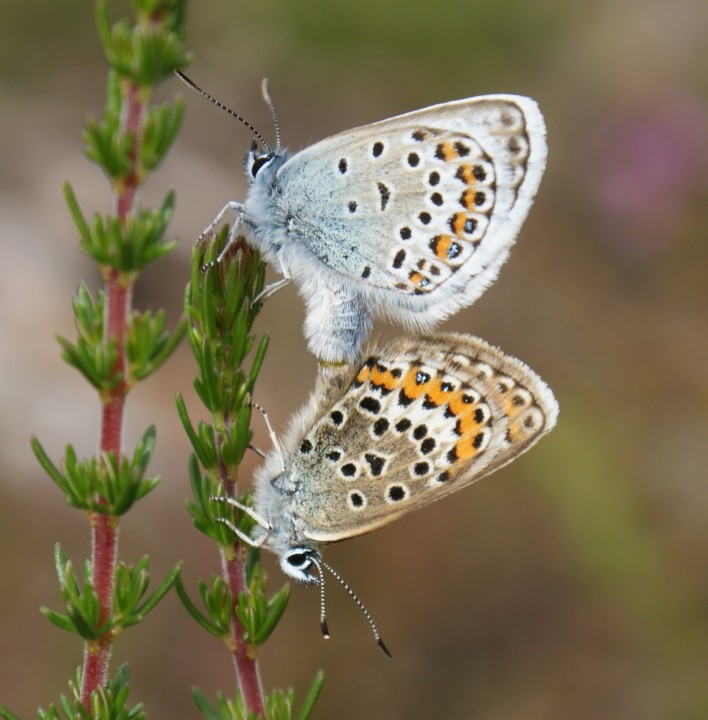 Silver-studded Blue (in cop) Copyright: Robert Smith