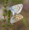 Silver-studded Blue (in cop) 