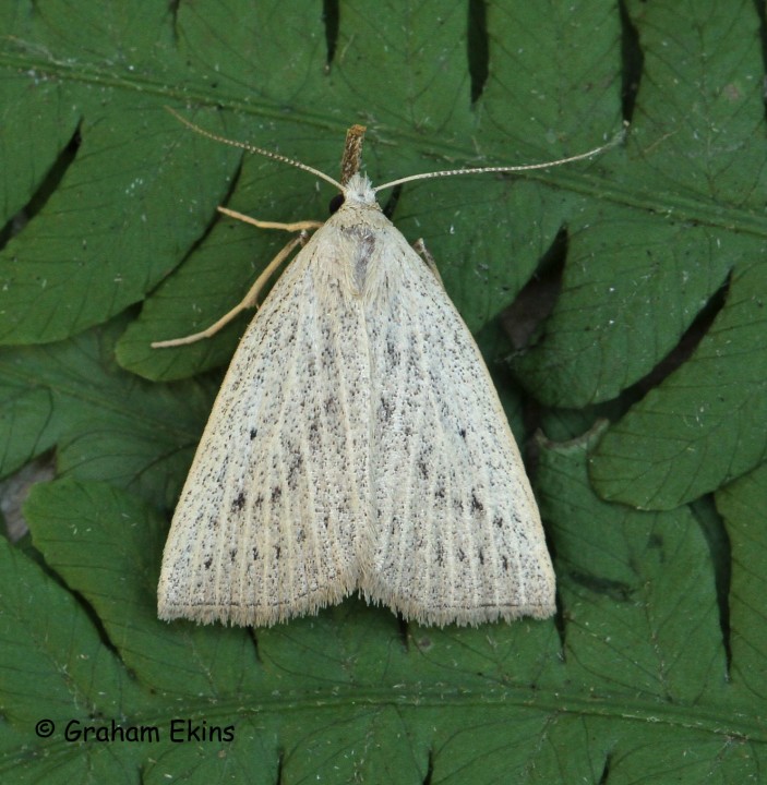 Dotted Fan-foot 4 Copyright: Graham Ekins