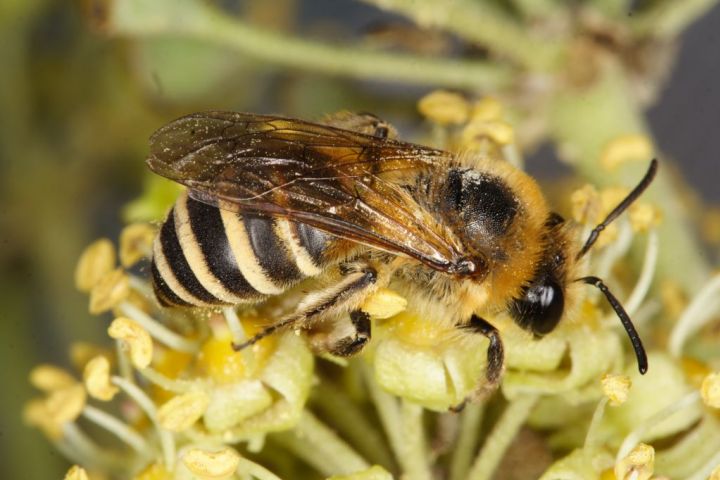 Colletes hederae Copyright: Peter Harvey