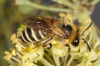 Colletes hederae Copyright: Peter Harvey