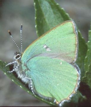 Callophrys rubi