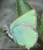 Callophrys rubi Copyright: Peter Harvey