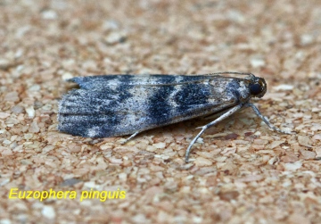 Euzophera pinguis 4 Copyright: Graham Ekins