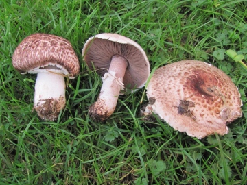 Agaricus cupreobrunneus Copyright: Graham Smith