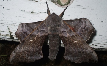 Poplar Hawk-moth 3 Copyright: Ben Sale