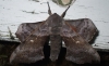 Poplar Hawk-moth 3 
