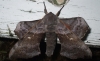 Poplar Hawk-moth 3