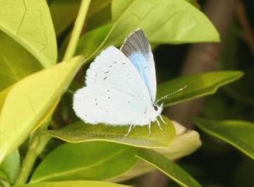 Celastrina argiolus