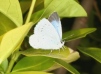 Celastrina argiolus