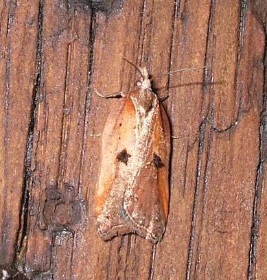 Acleris cristana 4 Copyright: Ben Sale