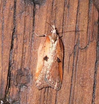 Acleris cristana 4 Copyright: Ben Sale