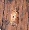 Acleris cristana 4